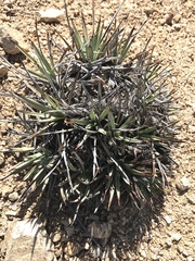 Hesperoyucca whipplei