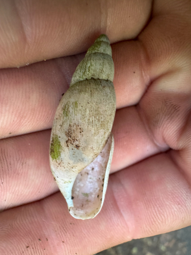 Euglandina rosea, 2026-09-09