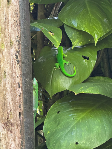 Phelsuma grandis observed 2026-09-09