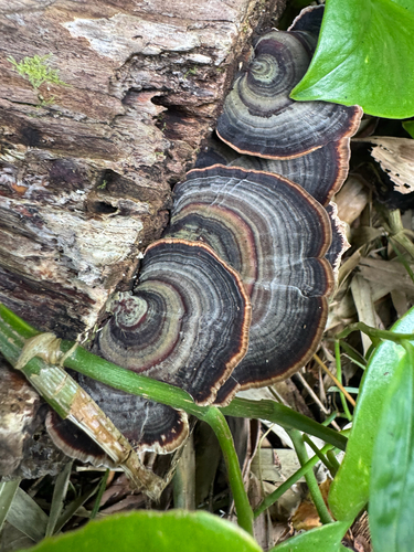 Microporus affinis, 2026-09-09