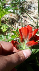 Castilleja miniata dixonii