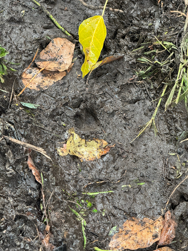 Sus scrofa observed 2026-09-09