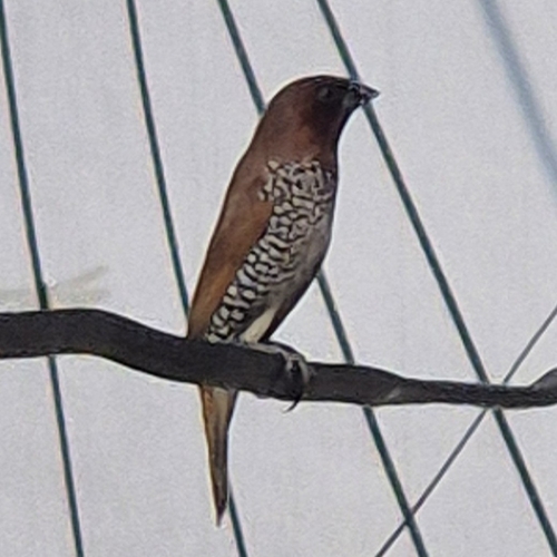 Scaly-breasted Munia