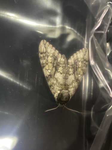 Waved Sphinx