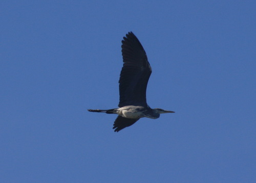 iNaturalist image