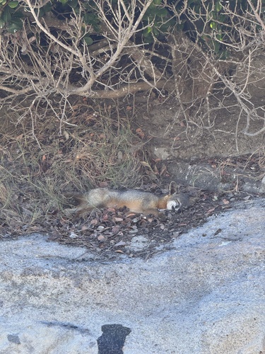 Island Fox observed by sierra_bennaton