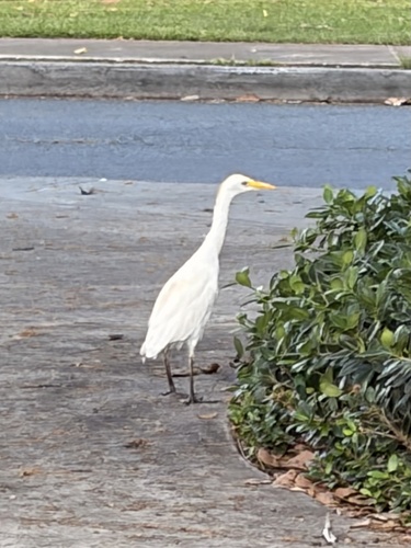 iNaturalist image