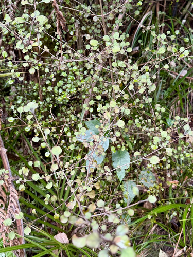 Coprosma arborea, photograph 2