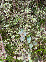 Coprosma arborea, photograph (c) Tom Beard, some rights reserved (CC BY)