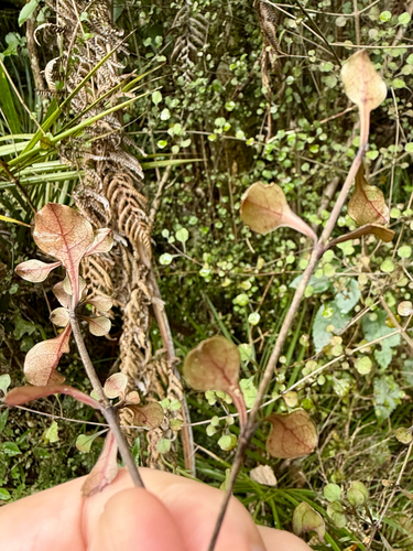 Coprosma arborea