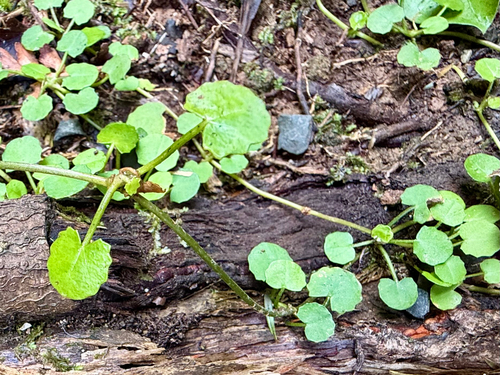 Centella uniflora, photograph 1