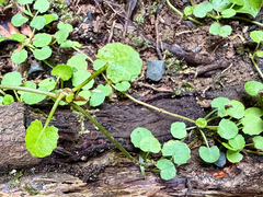 Centella uniflora, photograph (c) Tom Beard, some rights reserved (CC BY)