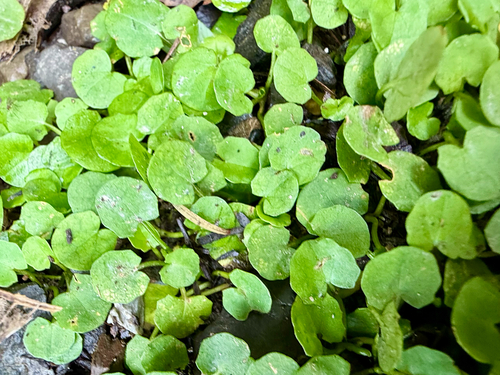 Centella uniflora