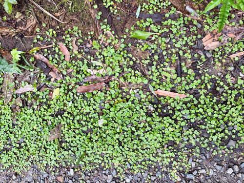 Centella uniflora, photograph 2