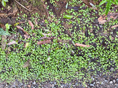 Centella uniflora, photograph (c) Tom Beard, some rights reserved (CC BY)