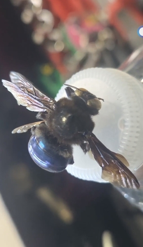 Western Carpenter Bee