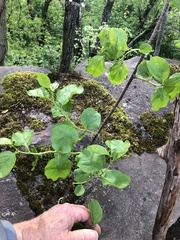 Celastrus orbiculatus