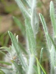 Convolvulus lanuginosus