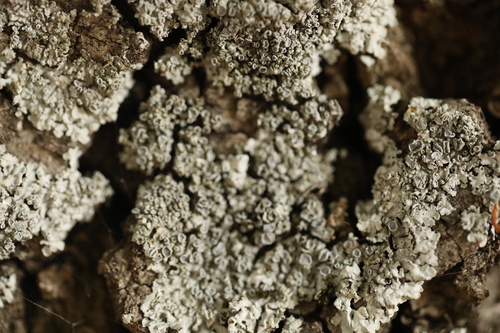Physcia biziana