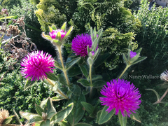 Stokesia