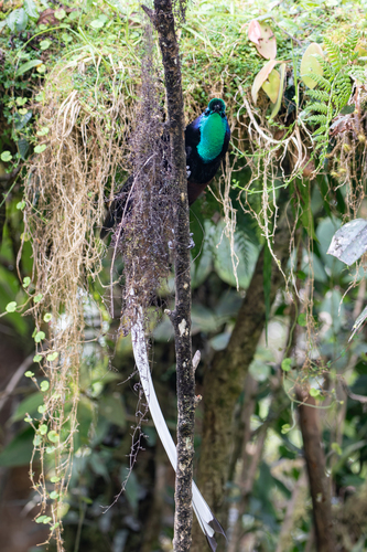 Astrapia mayeri observed 2026-07-14