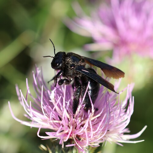 Western Carpenter Bee