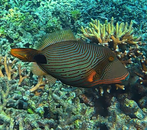Orangestripe Triggerfish