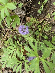 Hydrophyllum capitatum
