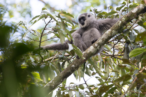Javan Gibbon