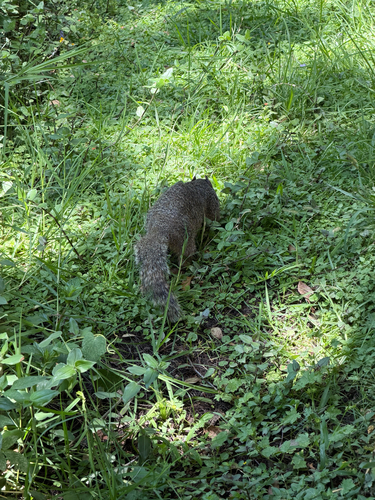 Rock Squirrel