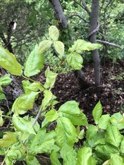 Toxicodendron radicans