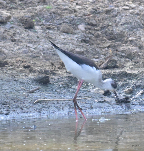 iNaturalist image