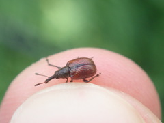 Tatianaerhynchites aequatus