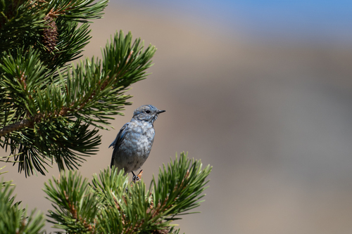 Mountain Bluebird