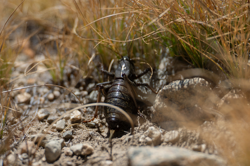 iNaturalist observation photo of Mormon Cricket