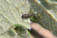 Hippodamia variegata