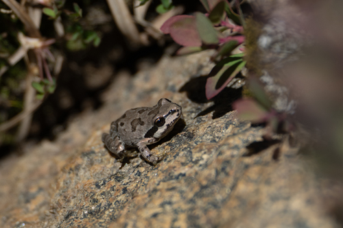 iNaturalist observation photo of Pacific chorus frog