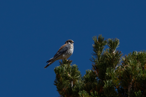 iNaturalist observation photo of American Kestrel