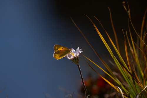 iNaturalist observation photo of Orange Sulphur
