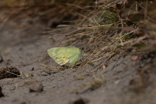 iNaturalist observation photo of Orange Sulphur