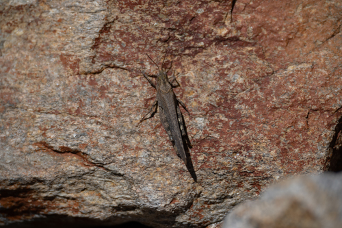 iNaturalist observation photo of Crackling Forest Grasshopper