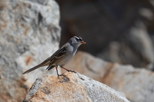 iNaturalist observation photo of White-crowned Sparrow