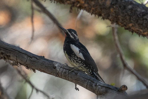 iNaturalist observation photo of Williamson's Sapsucker
