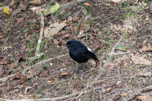 Peneothello sigillata observed 2026-07-14