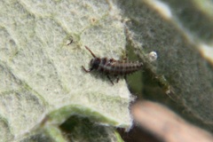 Hippodamia variegata