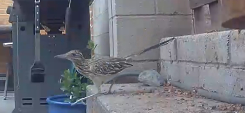 Greater Roadrunner