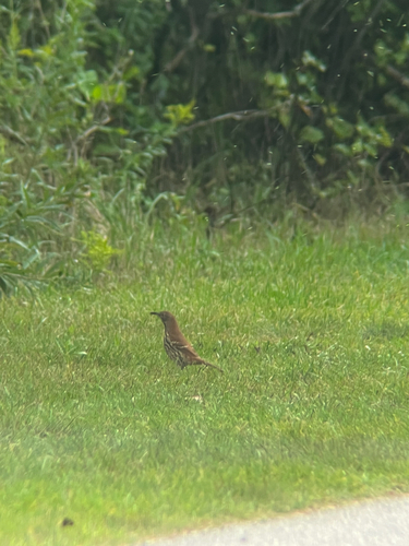 Brown Thrasher