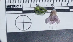 Phacelia cicutaria hispida