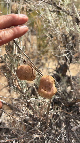 iNaturalist observation photo of Sponge Gall Midge