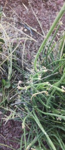 Candelilla